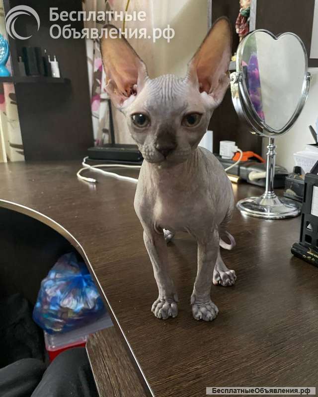 Канадский сфинкс