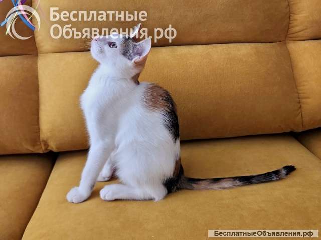 Трехцветное солнышко Настенька, милейший домашний котенок в добрые руки