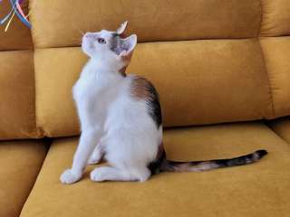 Трехцветное солнышко Настенька, милейший домашний котенок в добрые руки