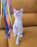 Трехцветное солнышко Настенька, милейший домашний котенок в добрые руки