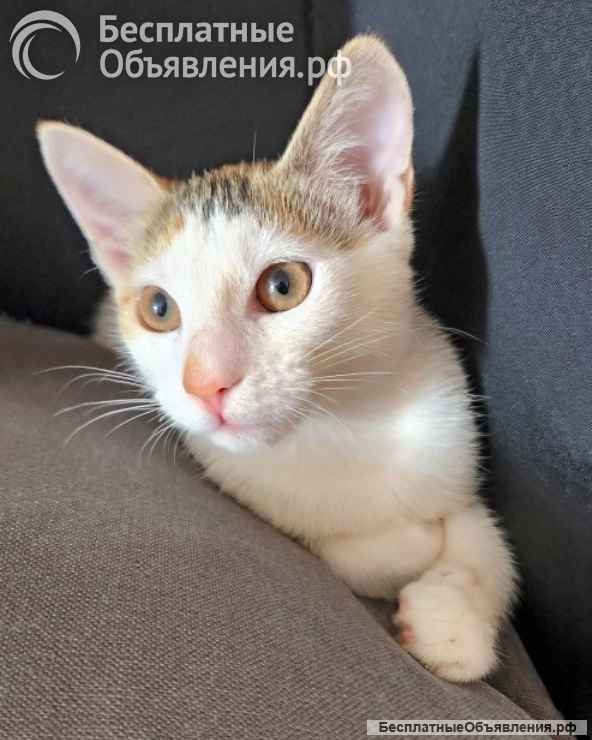 Трехцветное солнышко Настенька, милейший домашний котенок в добрые руки