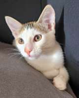 Трехцветное солнышко Настенька, милейший домашний котенок в добрые руки