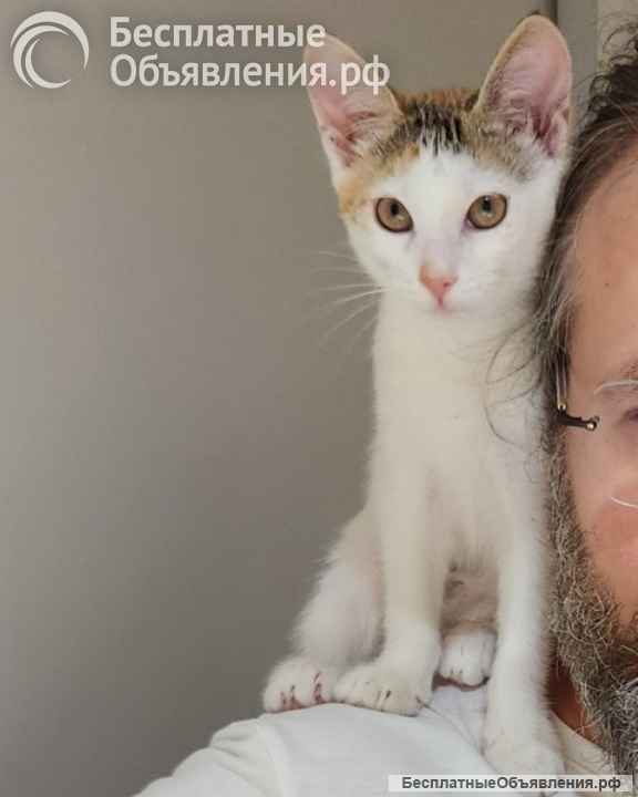 Трехцветное солнышко Настенька, милейший домашний котенок в добрые руки