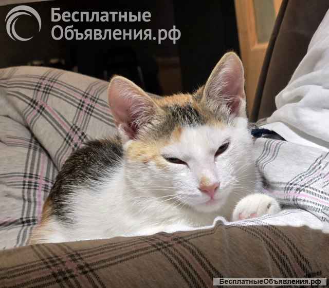 Трехцветное солнышко Настенька, милейший домашний котенок в добрые руки