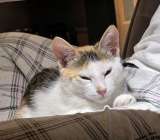 Трехцветное солнышко Настенька, милейший домашний котенок в добрые руки