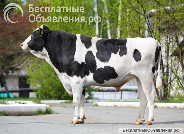 Высококачественное семя быков-производителей из Германии, Нидерландов, Дании, России