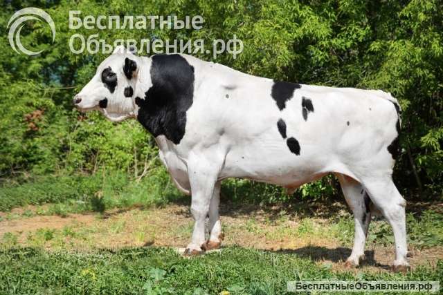 Высококачественное семя быков-производителей из Германии, Нидерландов, Дании, России