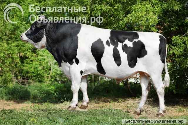 Высококачественное семя быков-производителей из Германии, Нидерландов, Дании, России