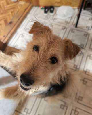 Мальчик мега ласковый и игривый спасен и ищет дом