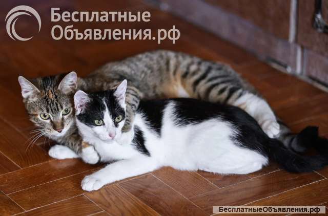 Луша и Гоша ищет дом