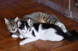 Луша и Гоша ищет дом