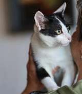 Луша и Гоша ищет дом