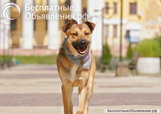 Жизнерадостная рыжая собачка ищет семью