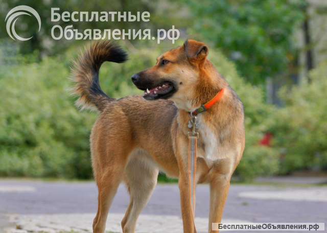 Жизнерадостная рыжая собачка ищет семью