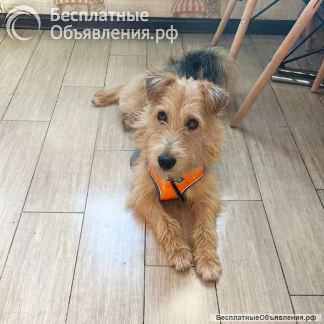 Маленькая собачка метис фокстерьера радостный, ласковый мальчик