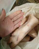 Ноги свиные. Свиная разделка.