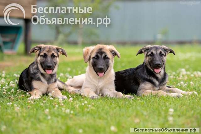 Три щеночка Бони, Мия и Майя срочно ищут заботливых мампа