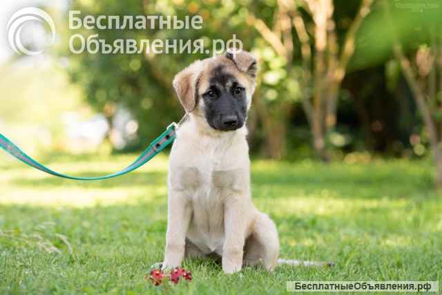 Три щеночка Бони, Мия и Майя срочно ищут заботливых мампа