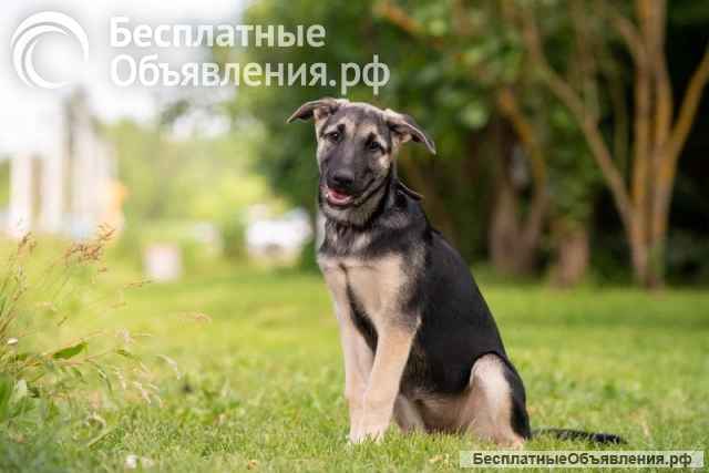 Три щеночка Бони, Мия и Майя срочно ищут заботливых мампа