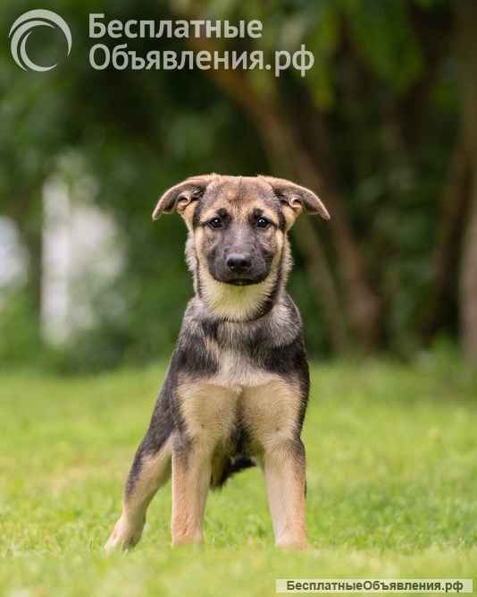 Три щеночка Бони, Мия и Майя срочно ищут заботливых мампа