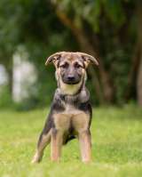 Три щеночка Бони, Мия и Майя срочно ищут заботливых мампа