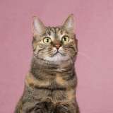 Ласковая забавная кошка Стася - в добрые руки