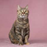 Ласковая забавная кошка Стася - в добрые руки