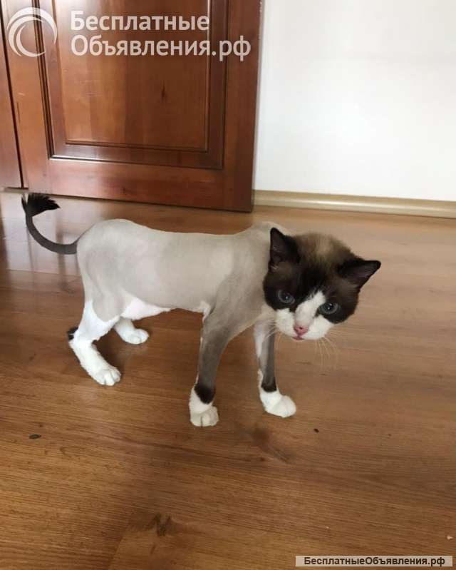 Кошечка Муся ищет дом