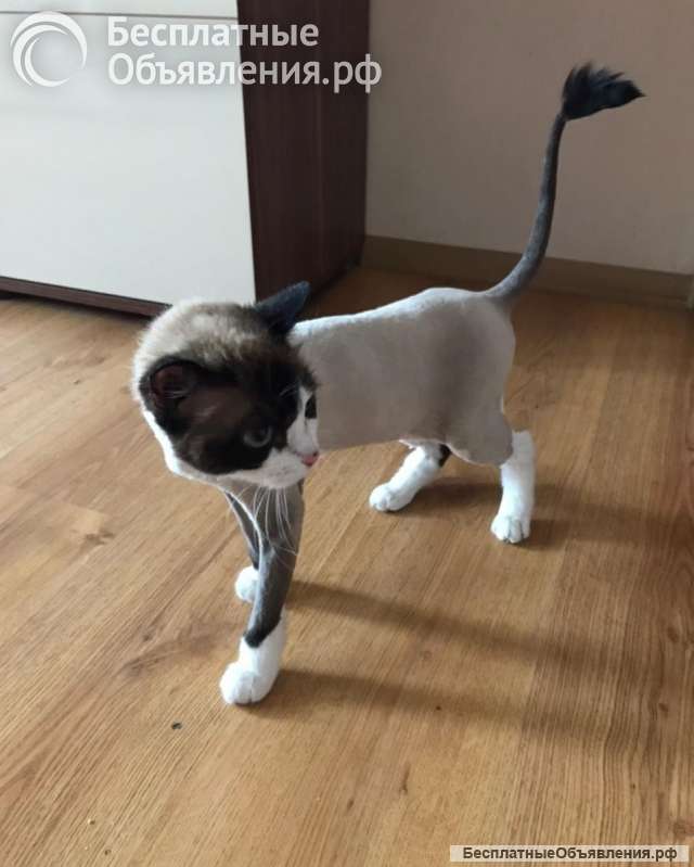 Кошечка Муся ищет дом