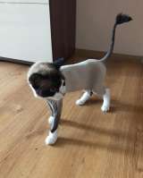 Кошечка Муся ищет дом