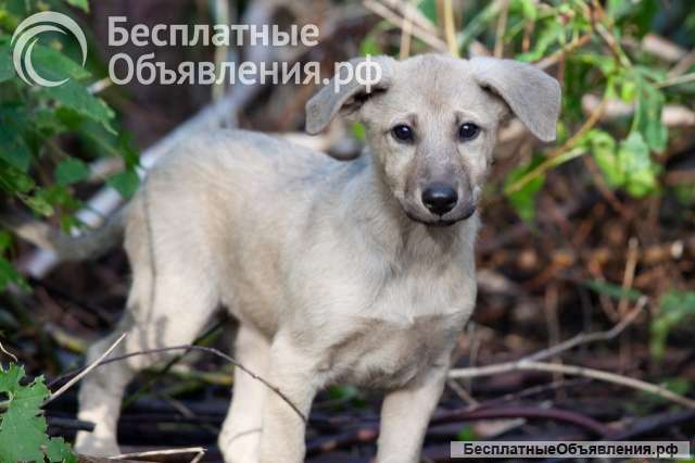 Ласковые маленькие щенки-девочки в добрые руки