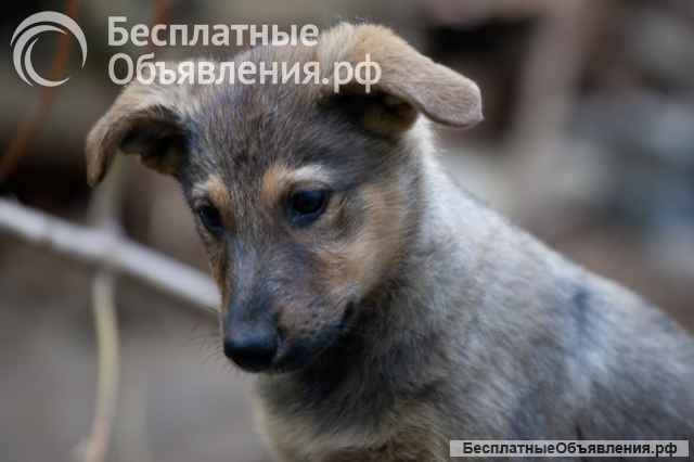 Ласковые маленькие щенки-девочки в добрые руки