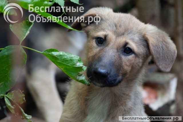 Ласковые маленькие щенки-девочки в добрые руки