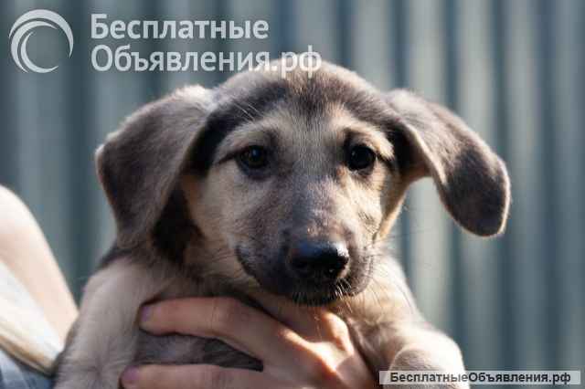 Ласковые маленькие щенки-девочки в добрые руки