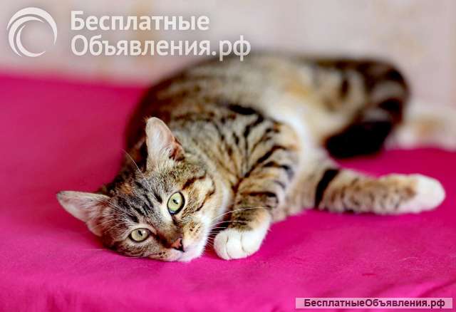 Две котейки хотят стать любимцами в вашей семье