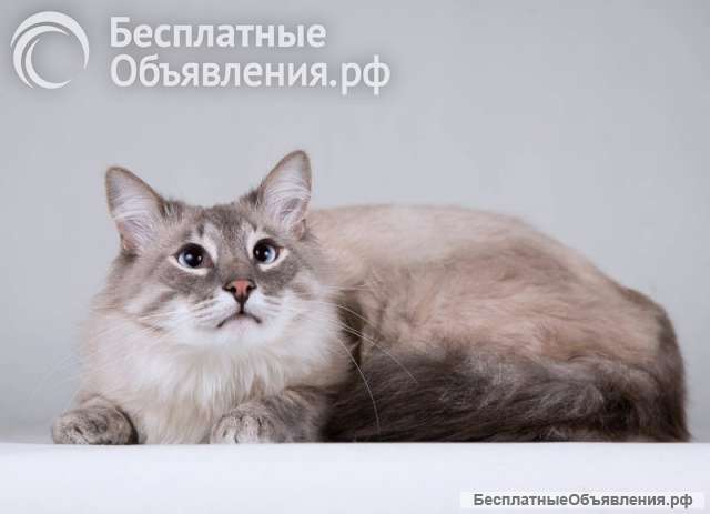 Нежный котик Персей ищет доброе сердце