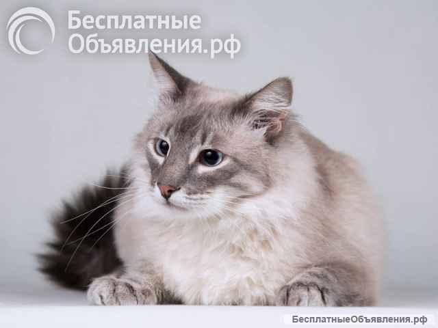 Нежный котик Персей ищет доброе сердце