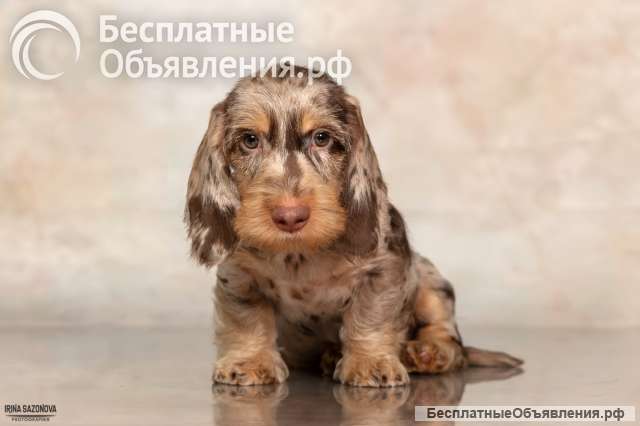 Щенки таксы жесткошерстной - питомник "Из Ново-Переделкино"