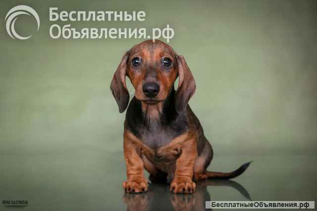 Щенки таксы жесткошерстной - питомник "Из Ново-Переделкино"