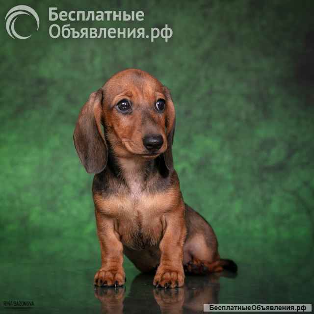 Щенки таксы жесткошерстной - питомник "Из Ново-Переделкино"