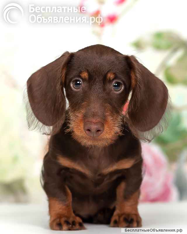 Щенки таксы жесткошерстной - питомник "Из Ново-Переделкино"