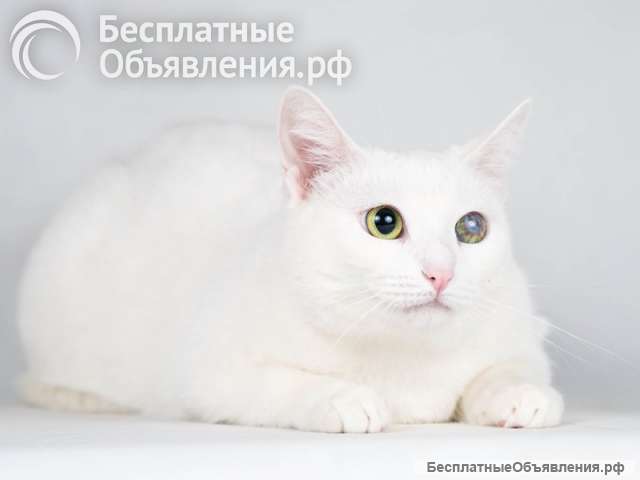 Ласковая белая кошечка Луся