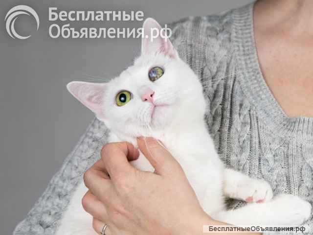 Ласковая белая кошечка Луся