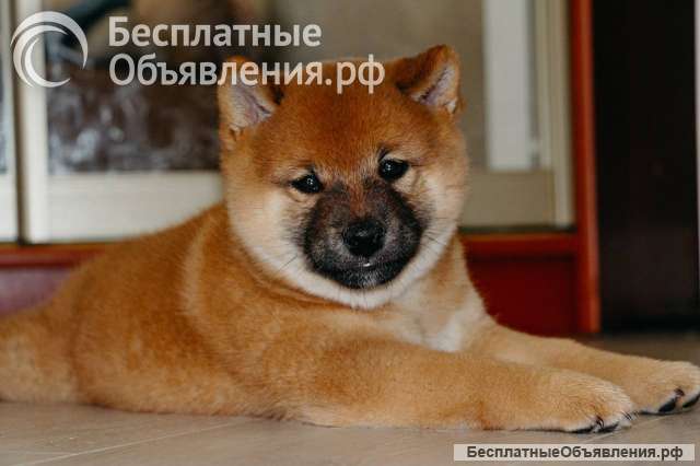 Сиба ину щенки