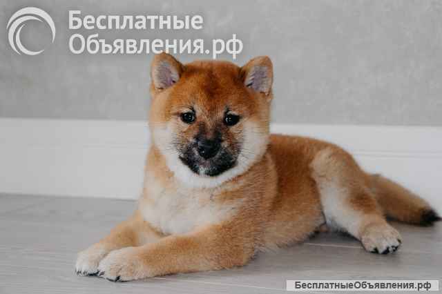 Сиба ину щенки