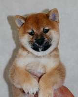 Сиба ину щенки