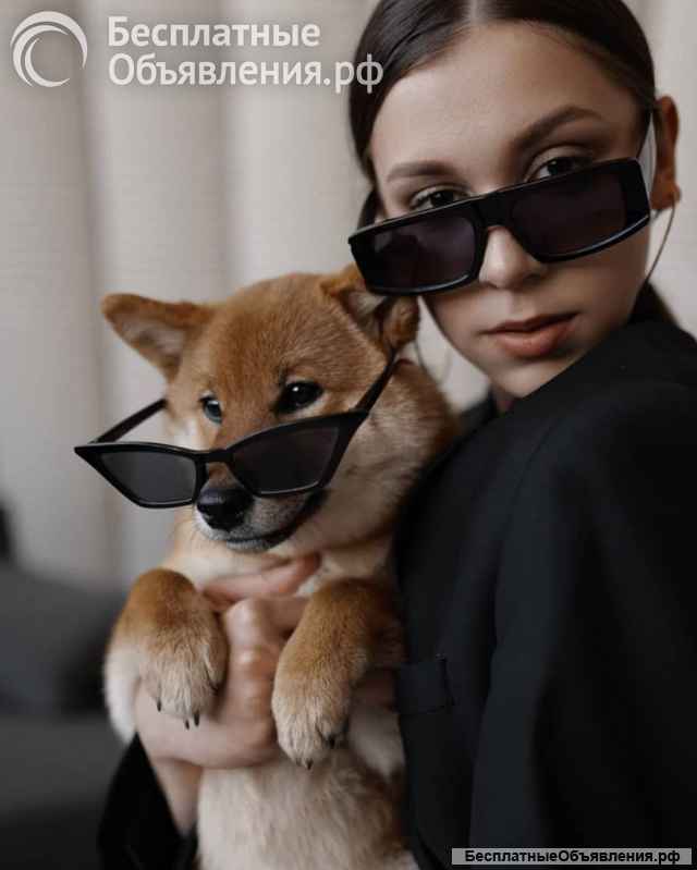 Сиба ину щенки