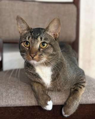 Шикарный молодой абиссинец Кекс с независимым, но уравновешенным характером ищет дом