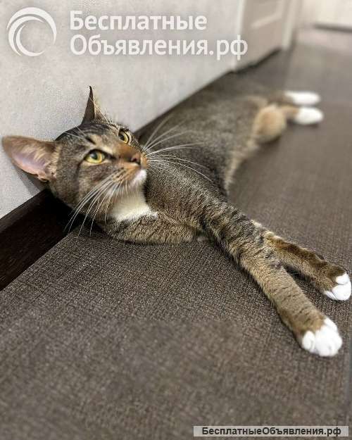 Шикарный молодой абиссинец Кекс с независимым, но уравновешенным характером ищет дом