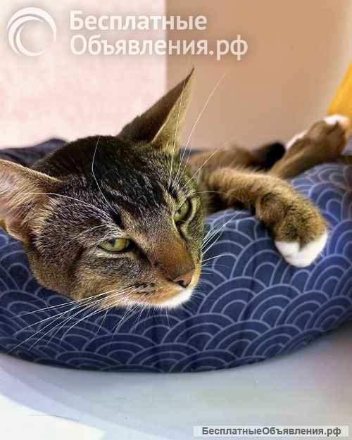 Шикарный молодой абиссинец Кекс с независимым, но уравновешенным характером ищет дом